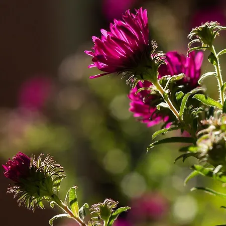 Franks Kleines In Pensjonat 4*