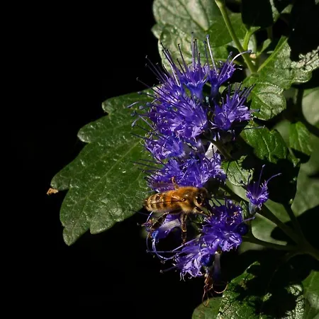 Franks Kleines In ドレスデン