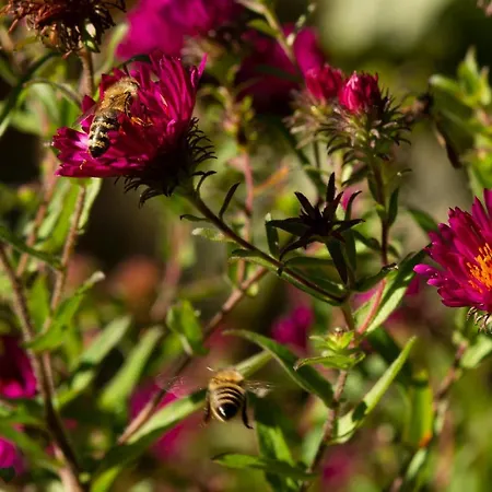 Pensjonat Franks Kleines In Drezno