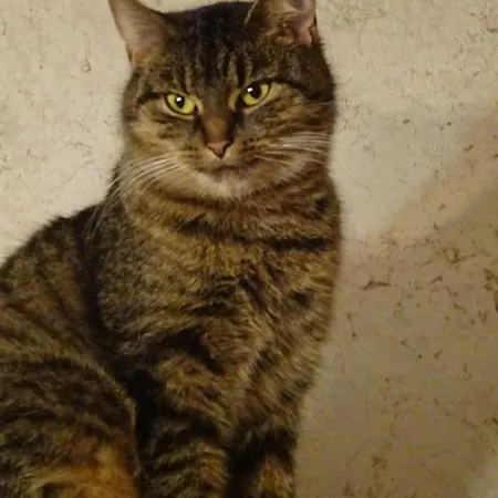 Franks Kleines In ゲストハウス