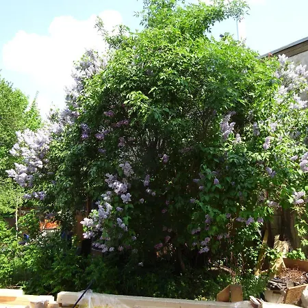 Franks Kleines In 4* Drezno