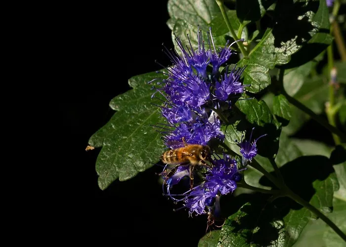 Franks Kleines In Dresden