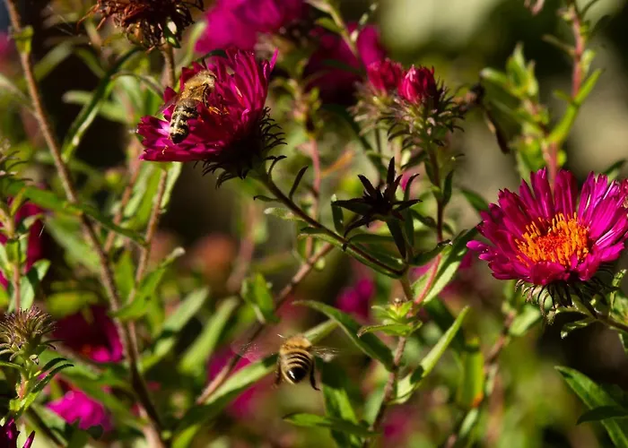 Guest house Franks Kleines In Dresden