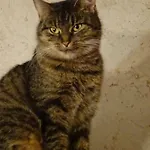 Franks Kleines In ゲストハウス