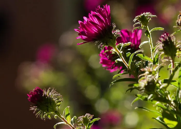 Franks Kleines In 招待所 4*