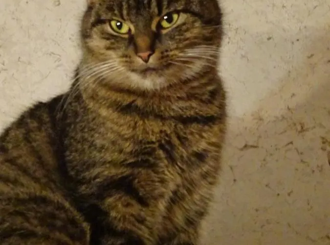 Franks Kleines In 招待所