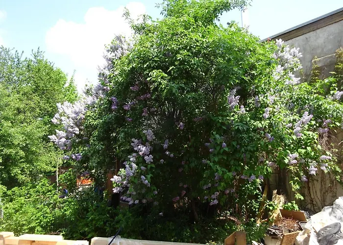 Franks Kleines In 4* 德累斯顿